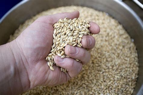 is malted barley good for you